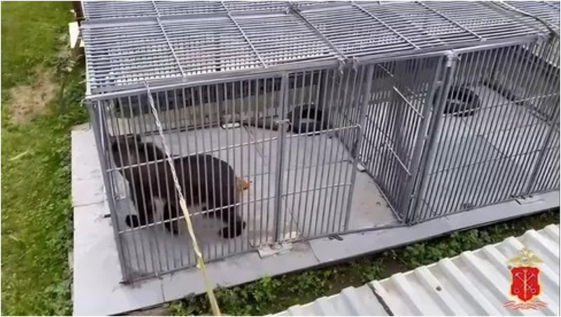 VIDEO O femeie a fost atacată și ucisă de urs lângă Sankt Petersburg