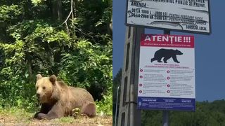 VIDEO Cum vă feriți de atacul urșilor? Iată ce recomandă specialiștii!