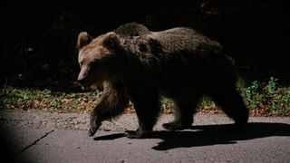 Care sunt Zonele fără urși în România sau unde să pleci în vacanță dacă vrei să te bucuri de liniște