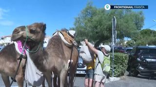 VIDEO Cămilele, ajutoare de gunoieri! Animalele sunt un partener de nădejde pentru oamenii care adună deșeurile de pe plaje