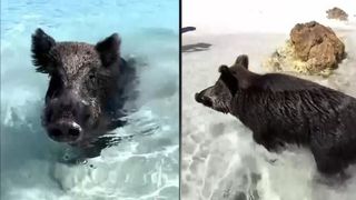 VIDEO Canicula a devenit insuportabilă și pentru animale! Un porc mistreț a devenit viral pe internet după ce s-a răcorit &icirc;n mare