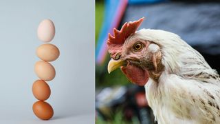 Cine a fost primul, oul sau găina? Oamenii de știință au găsit răspunsul la cea mai grea &icirc;ntrebare