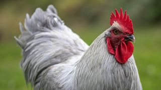 oul sau gaina, biologi, cercetatori 