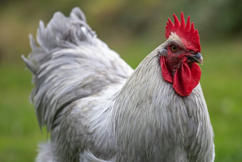 oul sau gaina, biologi, cercetatori 