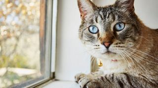 Un băiețel de trei ani a murit după ce a fost mușcat de pisica familiei