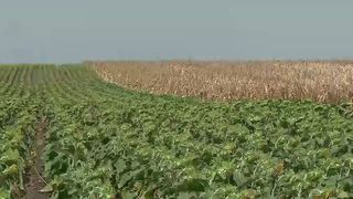 VIDEO Prăpăd din cauza secetei! Aproximativ două milioane de hectare sunt afectate de temperaturile foarte ridicate