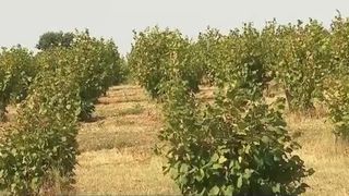 VIDEO Cea mai modernă afacere din agricultură! Producția unui t&acirc;năr de 26 de ani ajunge chiar și &icirc;n Statele Unite ale Americii