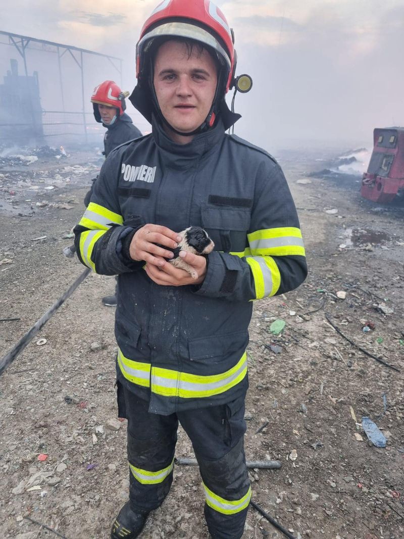 pompieri, incendiu gorj, caini, pui caine 