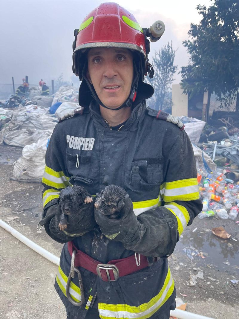 pompieri, incendiu gorj, caini, pui caine 