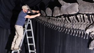 VIDEO Cum arată "Apex", scheletul de dinozaur vândut la licitație cu 44,6 milioane de dolari