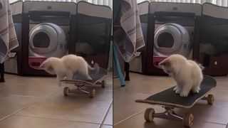VIDEO O pisică talentată! Micuța felină merge pe skateboard
