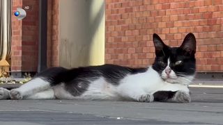 VIDEO Căldura excesivă, povara animalelor de pe stradă! Câinii și pisicile fără stăpân abia mai îndură canicula