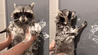 Ratonul se bucură de clăbuc