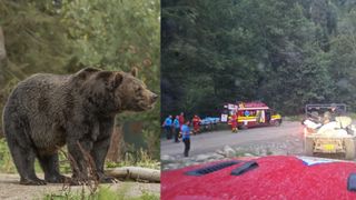 Un cioban din Argeș, mușcat de urs în timp ce încerca să își apere oile. Bărbatul a ajuns de urgență la spital