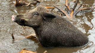 porci mistreti, braconaj, accident rutier 