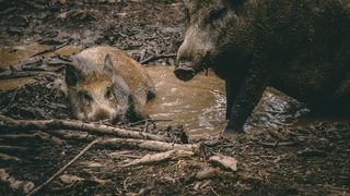 Un șofer de 36 de ani a intrat cu mașina într-o turmă de porci mistreți. A ucis 7 animale și a fost reținut pentru braconaj