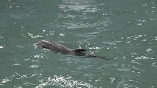 VIDEO „Mi-ai frânt inima” Puiul Baby, primul delfin născut în captivitate în Constanța, a murit. Care a fost cauza