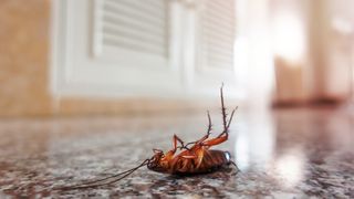 Cum scapi de g&acirc;ndacii de bucătărie. Trucul genial, cu două ingrediente ieftine pe care toți rom&acirc;nii le au &icirc;n casă