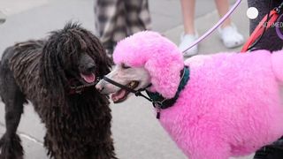 VIDEO Festival dedicat celui mai bun prieten al omului! Mulți câini au avut un aspect inedit