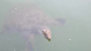 VIDEO „Era foarte mare, era ciudată” Fetiță mușcată de broasca țestoasă, într-un parc din București! Primele declarații ale mamei copilului