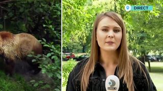 Ursoaică agresivă, adoptată de România