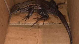 pachet, electrocasnice, soparla