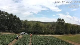 politician hot, vinete, furt 