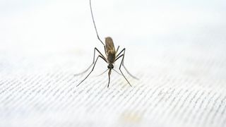 Primul caz de West Nile de anul acesta din România, înregistrat la București. Bărbatul infectat este trecut de 60 de ani
