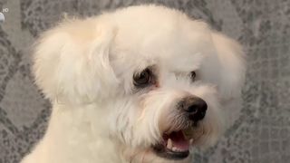 VIDEO Vara, sezonul pericolelor pentru animalele de companie! Cum puteți proteja necuv&acirc;ntătoarele de căldură &icirc;ntr-un mod corespunzător?