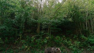 Ce să nu faci niciodată dacă te &icirc;nt&acirc;lnești cu ursul