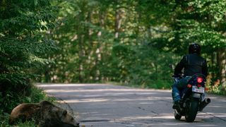 Ce să nu faci niciodată dacă te &icirc;nt&acirc;lnești cu ursul