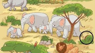 test iq, test atentie, timp limitat 