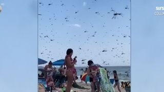 VIDEO Roiuri de libelule au invadat plaja. Care este motivul pentru care insectele gigant au pus stăp&acirc;nire pe  nisip