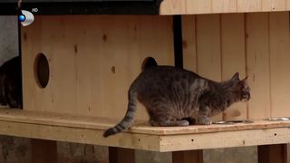 VIDEO Căsuțe pentru pisicile fără stăpân! Aceste „locuințe” oferă felinelor tot confortul de care au nevoie