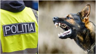 Un bărbat a făcut mai mulți câini să se încaiere, apoi i-a atacat cu o suliță. Scenele ireale petrecute în Mureș au ajuns în vizorul autorităților