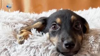 VIDEO 1700 de cățeluși își caută stăpâni! A fost lansat un catalog online unde sunt poze și informații despre patrupede