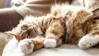 Ziua internaţională a pisicii 2024: 10 lucruri interesante despre aceste mici feline