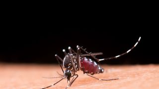 Al doilea caz de infectare cu virusul West Nile din România. În ce județ a fost confirmat, după ce în București s-a declarat invazie de țânțari purtători