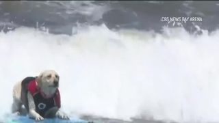 VIDEO Campionatul de surf pentru patrupede! C&acirc;inii s-au &icirc;ntrecut pe crestele valurilor