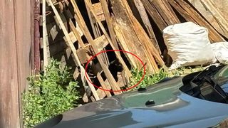 test iq, test atentie, test inteligenta 