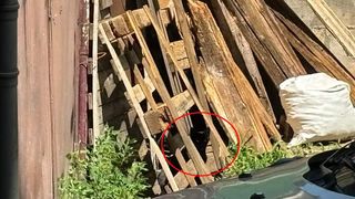 test iq, test atentie, test inteligenta 