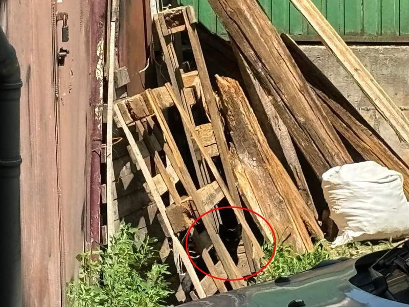 test iq, test atentie, test inteligenta 