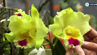 VIDEO Orhidee exotică, salvată prin clonare! Un bărbat din Columbia dorește să protejeze această specie rară
