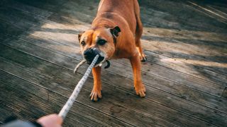 caine, copil muscat, ancheta