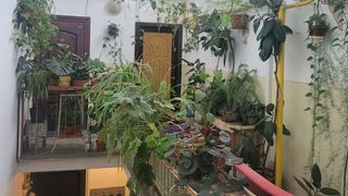 Ghiveciul din scara blocului le-ar putea aduce amenzi românilor. Suma pe care ar putea să o plătească locatarii care pun flori în fața ușii