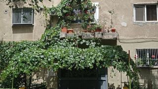 plante, flori, ghivece, amenda 