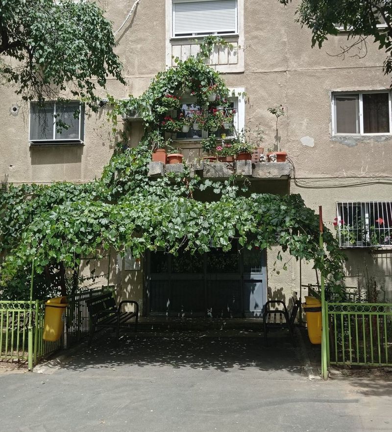 plante, flori, ghivece, amenda 