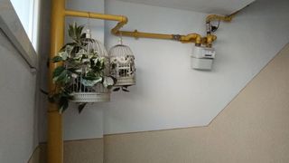 plante, flori, ghivece, amenda 