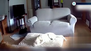 VIDEO O casă, incendiată de c&acirc;inele din gospodărie. Patrupedul a ros o baterie externă iar locuința a fost cuprinsă de flăcări