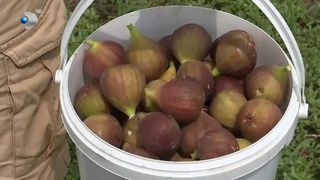 VIDEO &Icirc;și culeg singuri smochinele pe care le cumpără! Proprietarul livezii și-a dorit ca oamenii să recolteze ei &icirc;nșiși fructele delicioase